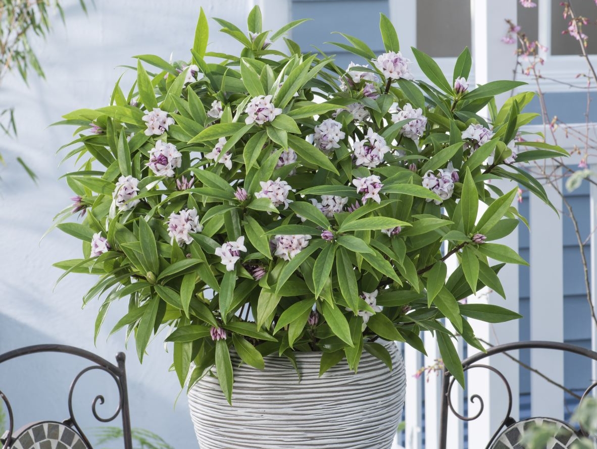 A bush of white flowers, tinted purple.