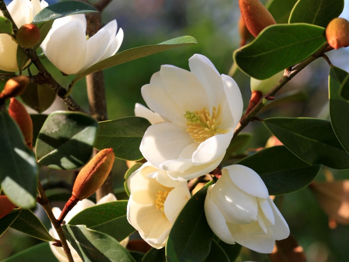 Photo of a white flower in the sunset.