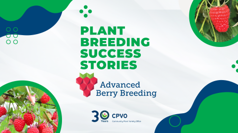 plant-breeder-success-stories Advanced Berry Breeding