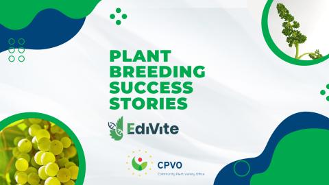 Plant Breeding Success stories EdiVite